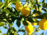 limoni-siiciliani